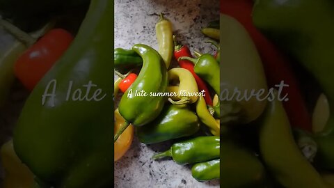 A Late Summer Harvest 🌶️🫑 #gardening #garden