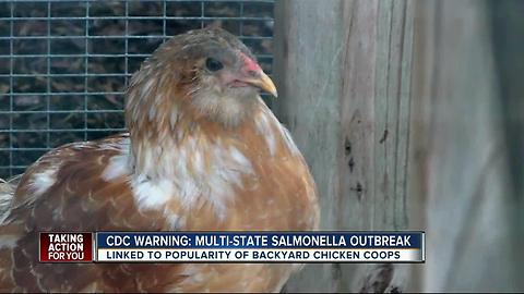 CDC: Salmonella infections linked to 'Backyard Flocks' of chickens