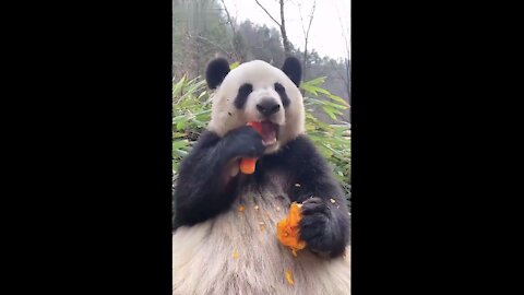 Giant Panda eating carrot looks very cute