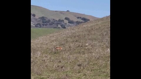 Bobcat crossing grassy hill