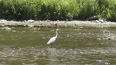 Great White Egret the fish sniper 😊