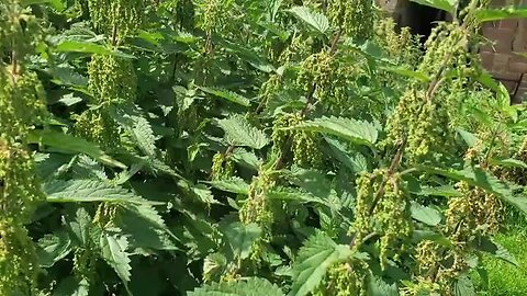 STINGING NETTLE ( URTICA DIOICA) FIREROLL