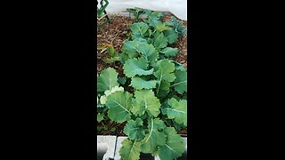 Kale growing in cinder block raised garden bed