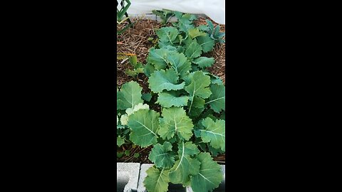 Kale growing in cinder block raised garden bed