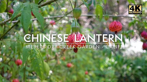Redvein Chinese Lantern in Bloom 🌸 Relaxing Nature Sounds | 4K Ultra HD | Meyers Dry Creek Garden