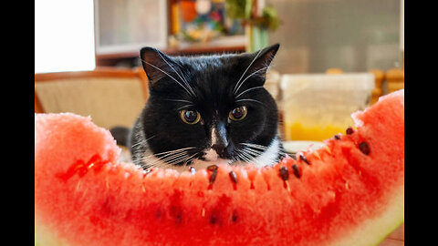 Funny cat eating strawberry😂😂🐱🐱