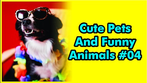Cute Pets And Funny Animals Compilation #04 | 2021