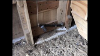 Chicken door that auto locks