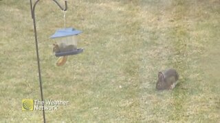Bunny and squirrel munching on the lawn