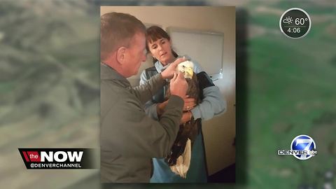 Bald eagle shot near Steamboat Springs, euthanized