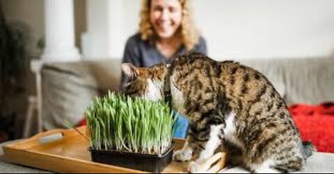 Herbs to improve your cat's health