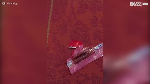 Une mère découvre une aiguille dans les bonbons d'Halloween de son fils