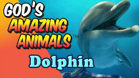 "DOLPHIN" - God's Amazing Animals