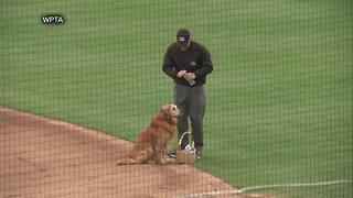 Jake the Diamond Dog delivers water to baseball umpires