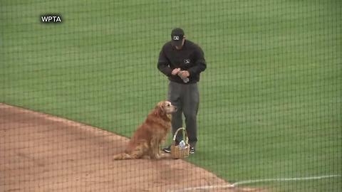 Jake the Diamond Dog delivers water to baseball umpires