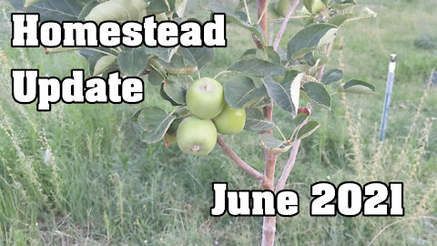 Homestead Update: June 2021