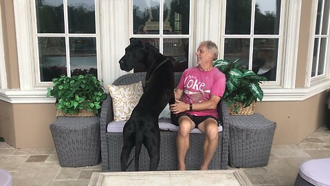Laid Back Great Dane Enjoys Watching a Thunderstorm