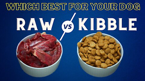 raw vs kibble