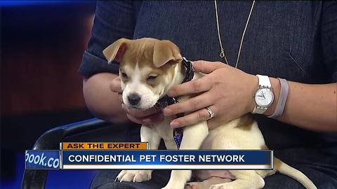 Ask the Expert: Confidential pet foster network