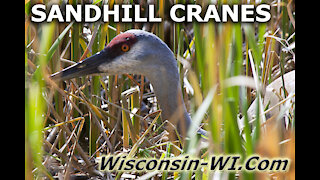Sandhill Cranes Adults Eggs All Seasons Video - Landman Realty LLC
