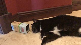 Funny Cat Has Fun With Can of Catnip
