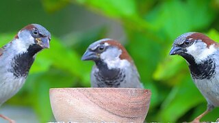Three Sparrow Males at the Feeding Bowl. This is Unprecedented