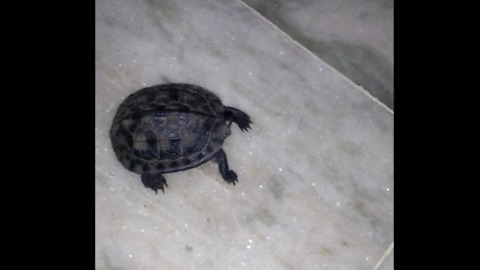 Tortoise Dabbing!!!