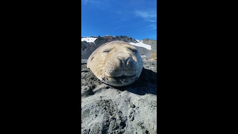 Seal Sneezing