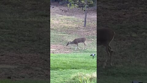 Big Bucks playing in the yard #bigbucks #deer #deerhunting