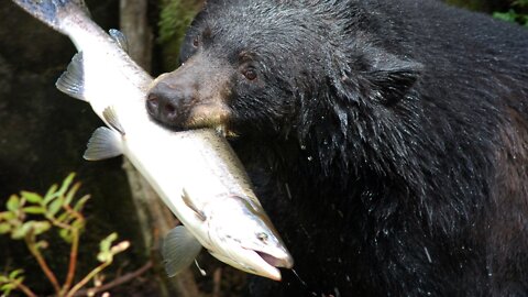 How does a bear catch a salmon