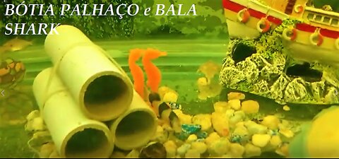 Clown loache and bala shark fish