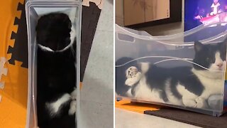 Typical Cat Chills Out In Very Uncomfortable Toy Box