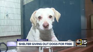 Free dog adoptions in Maricopa County