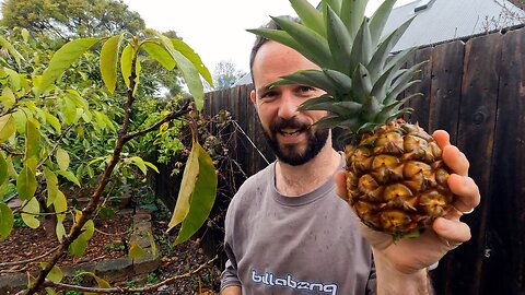 Crazy Cooking Sunday - Part 3: Picking our first pineapple