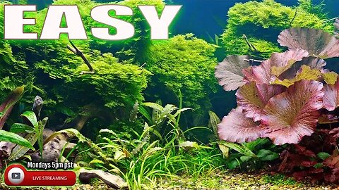 EASY to Grow Aquarium Plants - Steenfott Aquatics Live