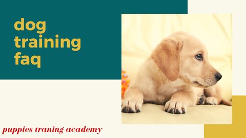 dog training FAQ