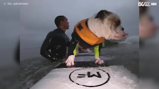 Cão surfista regressa às ondas antes do nascer do sol!