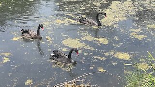 Mother swan lines her family up in the pond.