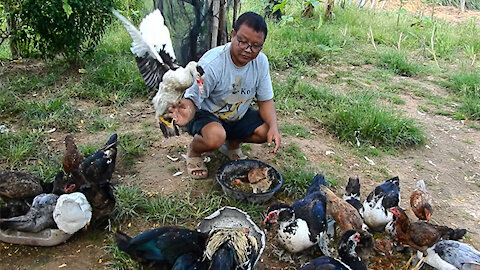 How to prepare foods and feed the birds?