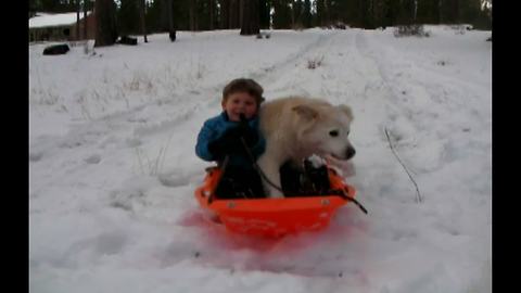 "Funny Dog Jumps In The Sled With A Boy And Sleds Down The Hill"
