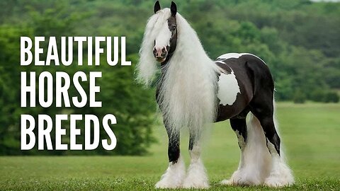 10 Most Beautiful Horse Breeds In The World