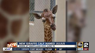 Baby giraffe at Maryland Zoo gets named