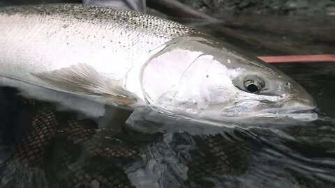 Why Are We Addicted To STEELHEAD Fishing?! 🐟