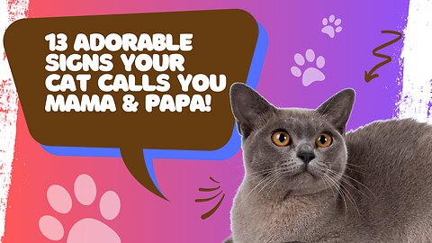 13 Signs Your Cats Sees You as Their Parent | 13 Adorable Signs Your Cat Calls You 'Mama' & 'Papa'!