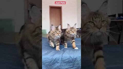 Adorable Cat Family #cute #funnyanimals #tiktok #funnyvideos #cat