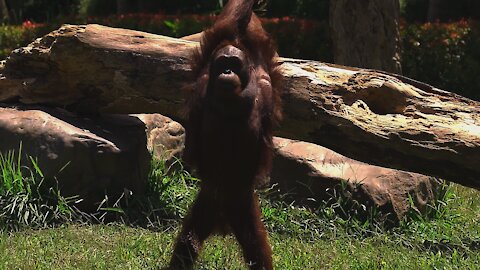 Gorilla Yoga Exercises