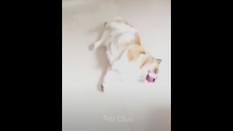 Animales más divertidos 2023 😂 Videos divertidos de perros y gatos 😺🐶 Parte 2