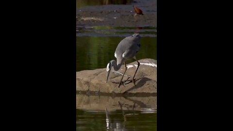 Herons Epic Fish Hunt