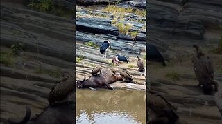 Scavenging Birds Cleaning Up A Buffalo #shorts