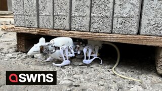 Searches for survivors at disaster sites may soon be carried out by ROBOT RATS